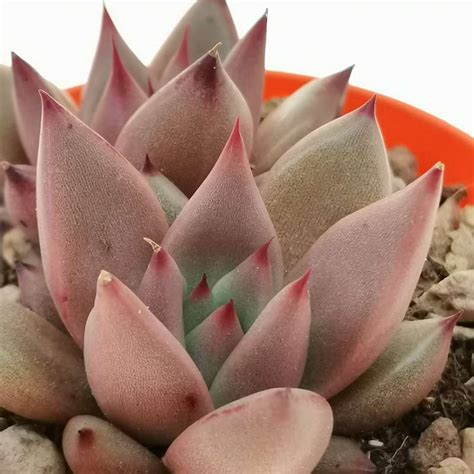 Echeveria Agavoides Romeo Cm Crassulaceae Giromagi Vendita