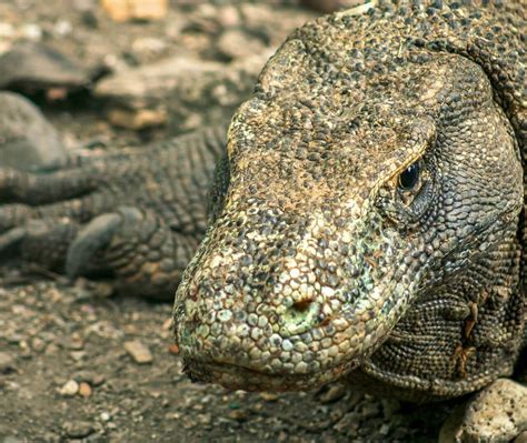 Komodo Dragons | The World's Heaviest Lizard | EdZOOcating Adventures