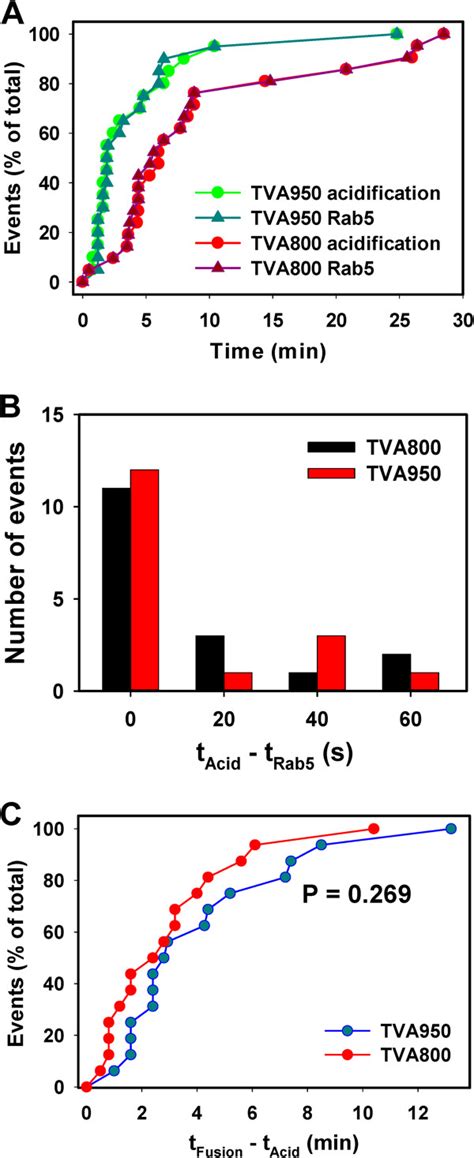 Kinetics Of Aslv A Entry Into Rab Positive Endosomes Acidification