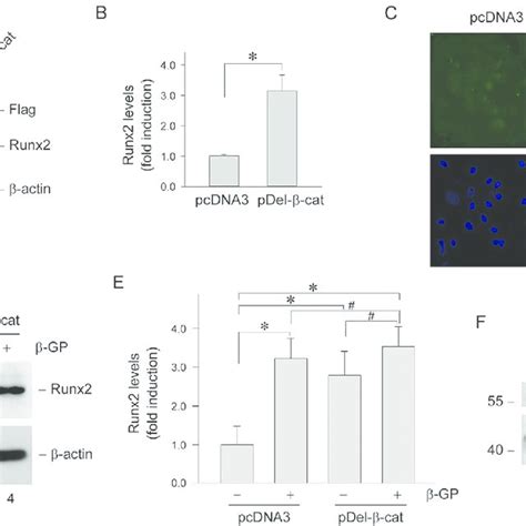 Activation Of β Catenin Signaling Promotes Runx2 Induction In Vsmcs