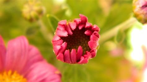 Wallpaper Flowers Nature Blossom Flower Flora Petal Wildflower