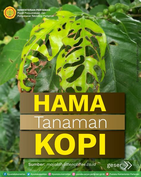 Hama Pada Tanaman Kopi