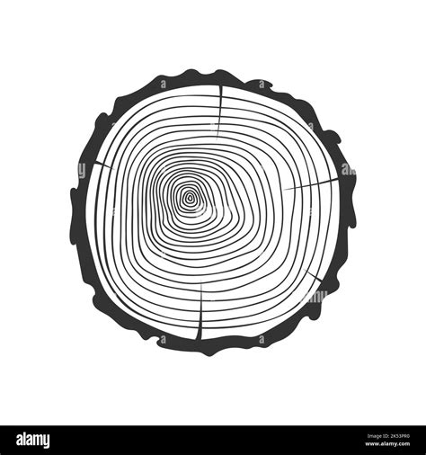 Dating Tree Rings Stock Vector Images Alamy