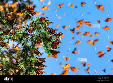 Monarch Butterflies Danaus Plexippus Are Flying On The Background Of