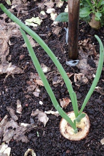 Já pensou em plantar cebola em casa Aprenda o passo a passo Como