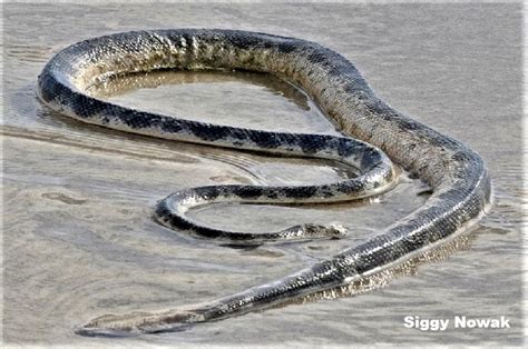 Elegant Sea Snake Hydrophis Elegans