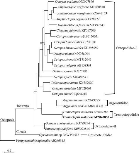 Figure From The Mitochondrial Genome Of Tremoctopus Violaceus