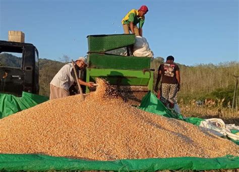 BPS Maret Produksi Padi Melimpah Harga Gabah Beras Turun