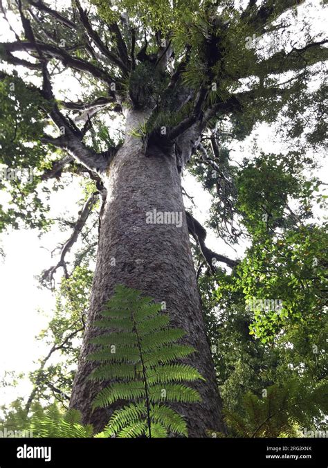 Huge Kauri Agathis Australis In Waipoua Forest On North Island New