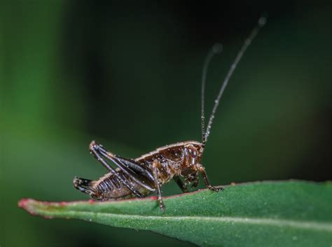 Insectos Sus Beneficios A N Sin Explorar