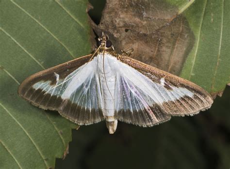 The Box Tree Moth Cydalima Perspectalis