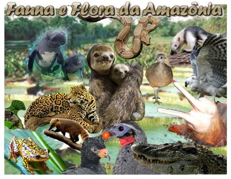 Fauna E Flora O Que é - 9