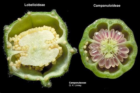 Fruit Cross Section Planting Flowers Plants Botany