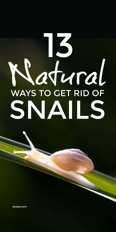 How To Get Rid Of Slugs In Your Garden The Natural Way Artofit