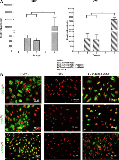 Endothelial Differentiation Of Human Uscs Uscs Expressed Vwf Cd31 Download Scientific