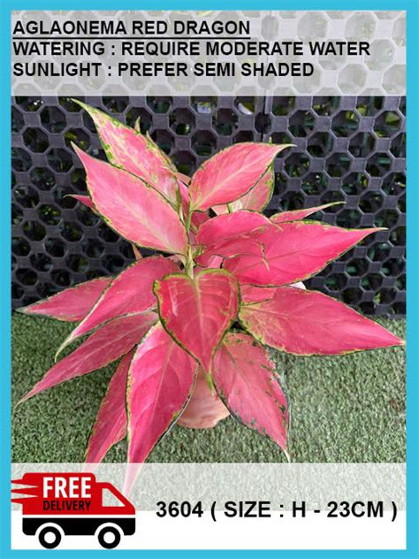 AGLAONEMA RED DRAGON | Lazada