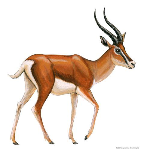 Indian gazelle | mammal | Britannica