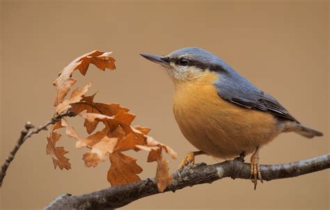 Bird And Autumn Wallpapers - Wallpaper Cave