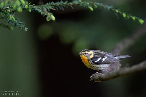 Female Blackburnian Warbler — Ray Hennessy Wildlife