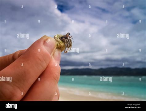 Tiny Crab In Human Hand Stock Photo Alamy