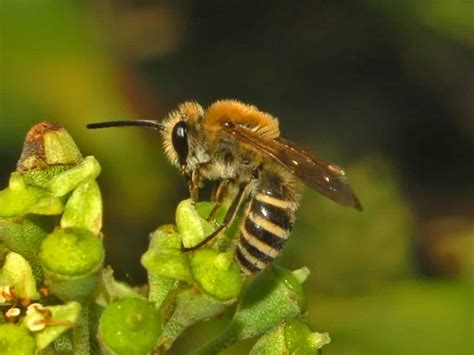 Colletidae – Center for Urban Agriculture