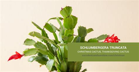 Schlumbergera Truncata Christmas Cactus Succulents And Sunshine