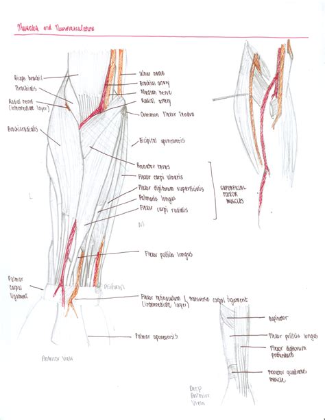 09-forearm – jari m