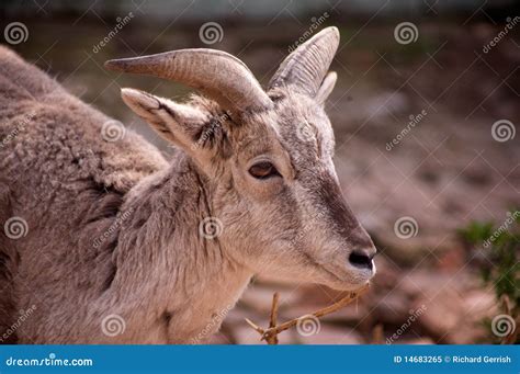 Himalayan Blue Sheep stock image. Image of sheep, animal - 14683265