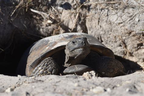 Gopher Tortoise Entomology Today