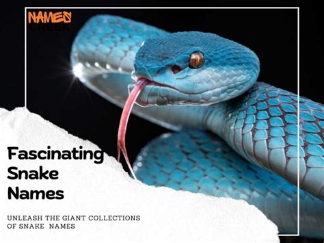 260 Fascinating Snake Names