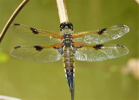 Four Spotted Chaser WWT Grafton Woods Worcs SO973563