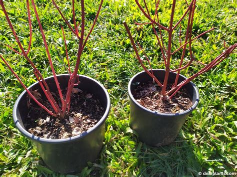 How To Divide Dogwood Shrubs Cornus Dear Plants