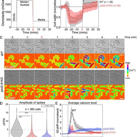 Pkd2 Mutations Reduced Calcium Spikes Triggered By Hypo Osmotic Shock