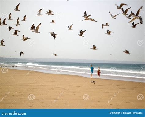 Boys Chasing Birds Stock Photo Image Of Birds Sunny Enjoy 825884
