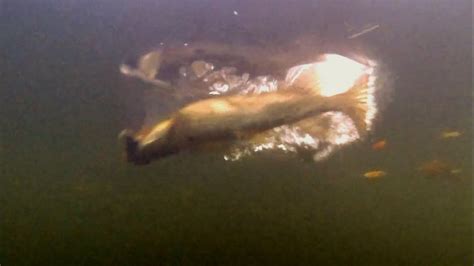 Fishing Pike Attacks Strikes At A Dead Bait Underwater Рыбалка