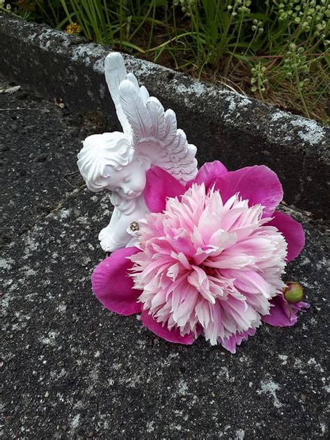 Angel Purple Flower - Free photo on Pixabay - Pixabay