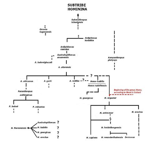 A possible classification of the subtribe Hominina | Download ...