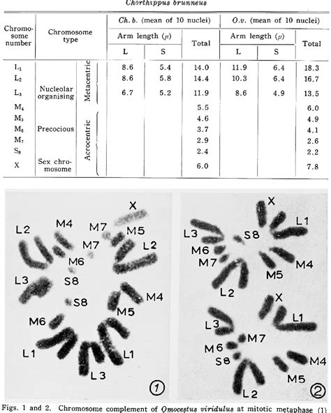 Table 1 From A Cytological Comparison Of Omocestus Viridulus And