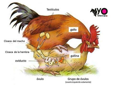 Apareamiento En Los Pollos Fancy Chickens Chickens Backyard