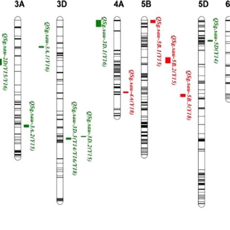 Positions Of Qtls For Stay Green Trait On Chromosome Red Represents