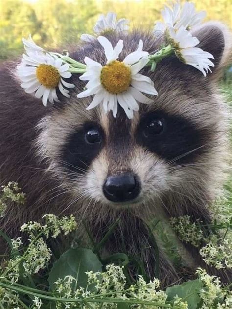 This Online Group Shares Funny Pics Of Racoons That Prove They May Be