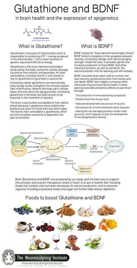 Dr Gundry Diet Food List A Lectin Free Diet Plan Artofit