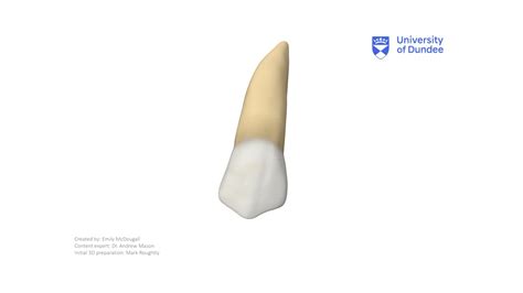 Maxillary Second Premolar