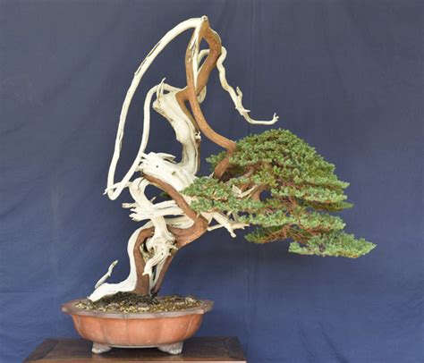 Crazy Shimpaku Bonsai Bonsai Bark