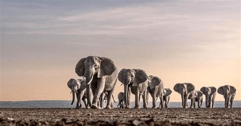 The vital elephant matriarch.