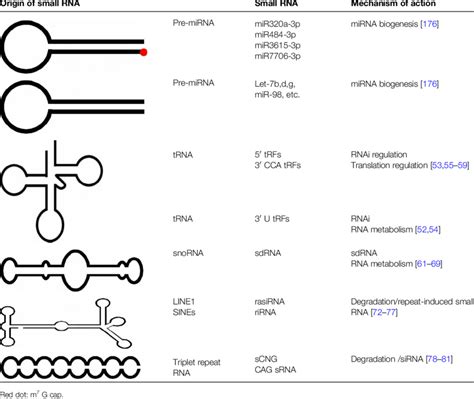 Types Of Endogenous Small Rnas Generated By Dicer Download Table