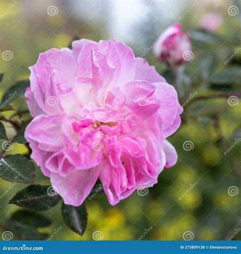 Eden Is An Incredibly Beautiful Variety Of Roses Blooming With Pale