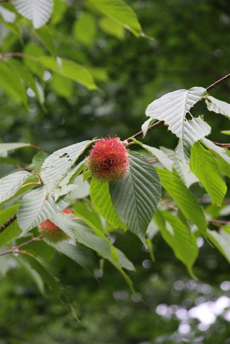 Corylus Ferox Var Tibetica Pan Global Plants