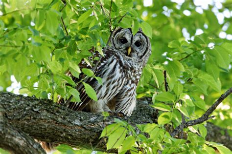 Witnessing Barred Owl Affection Steve Creek Wildlife Photography