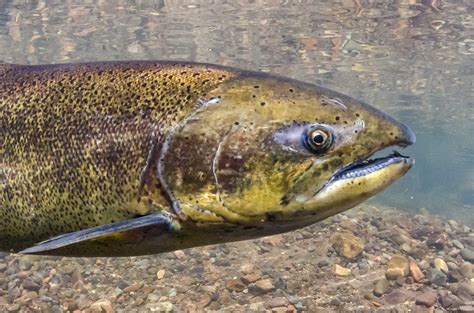 chinook - The Lunkers Guide